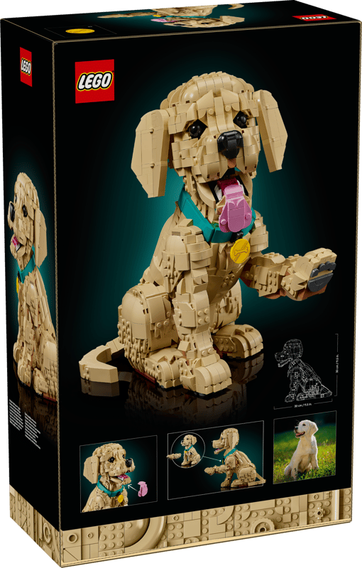 Cachorro de Golden Retriever Puppy