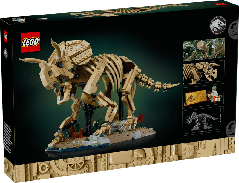 Fósiles de Dinosaurio: Triceratops