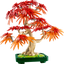 Bonsái de Arce Rojo Japonés
