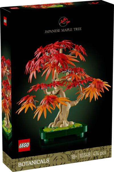 Bonsái de Arce Rojo Japonés