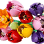 Ramo de Tulipanes