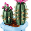 Cactus en Flor