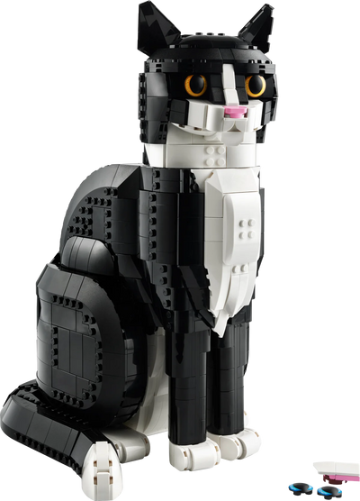Gato Bicolor