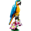 Loro Exótico
