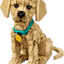Cachorro de Golden Retriever Puppy