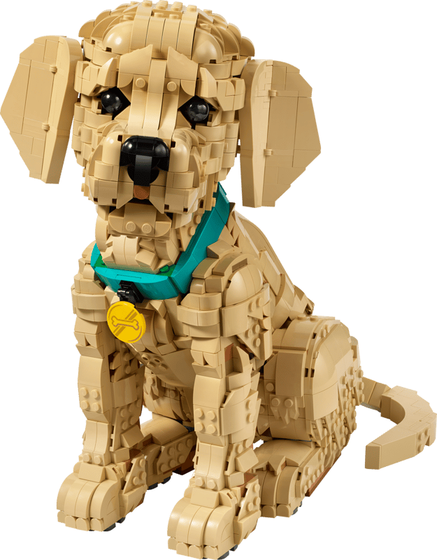 Cachorro de Golden Retriever Puppy
