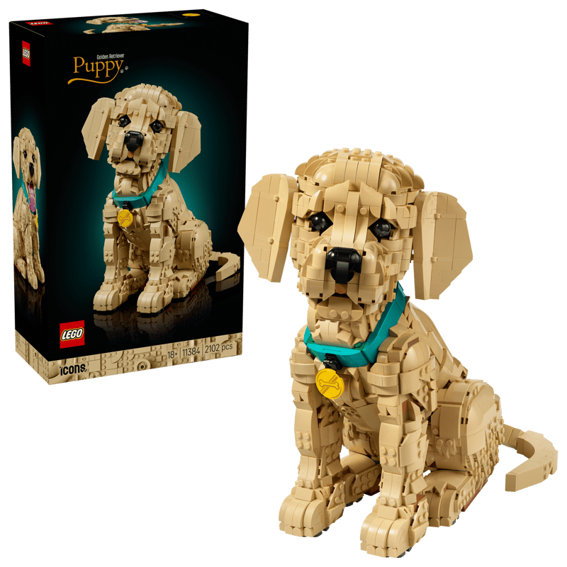 Cachorro de Golden Retriever Puppy