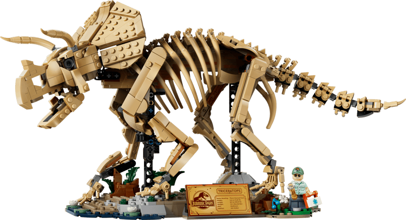 Fósiles de Dinosaurio: Triceratops