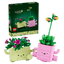 Plantas Bailarinas